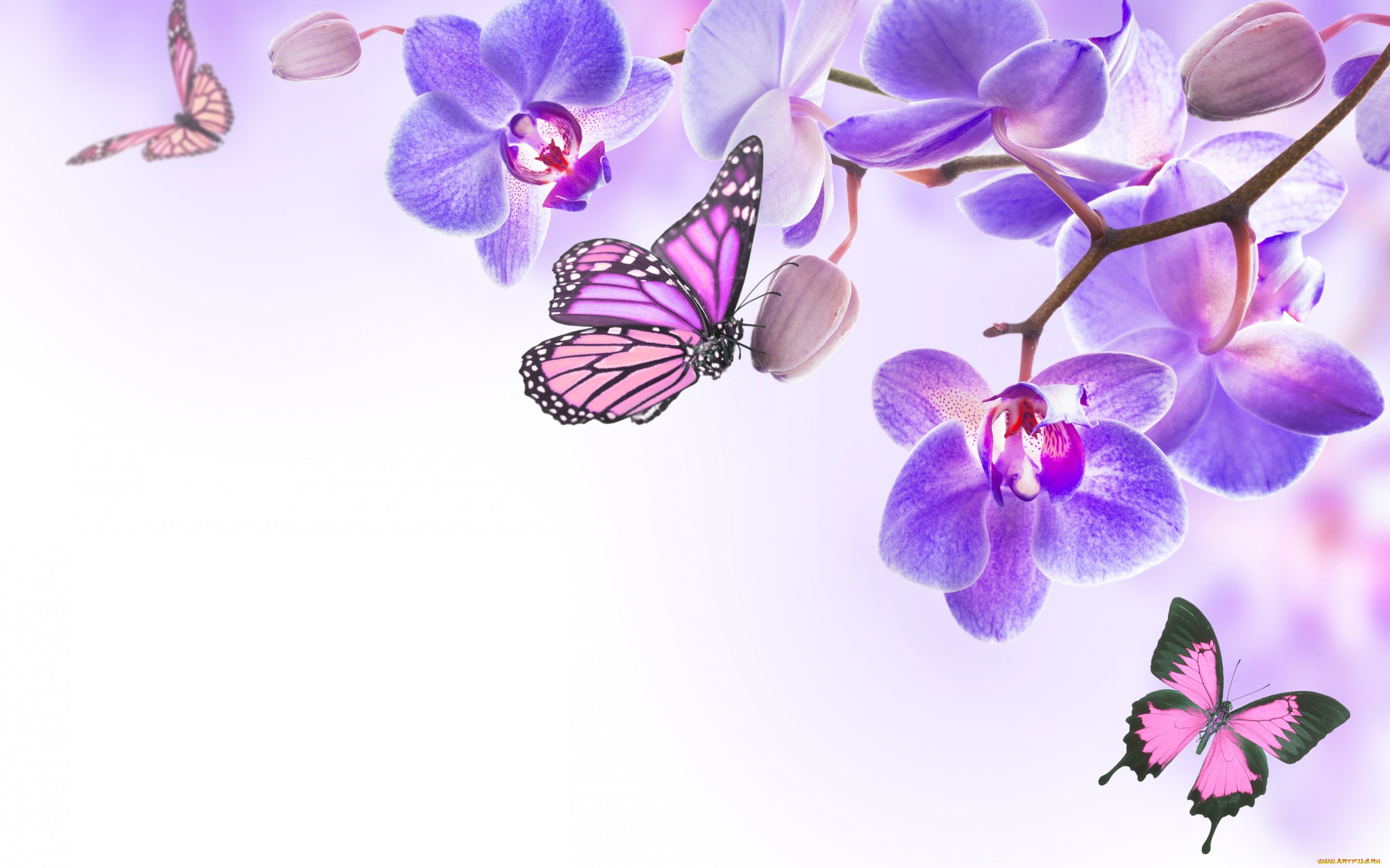 , ,  ,  , spring, purple, orchid, butterflies, flowers, , 